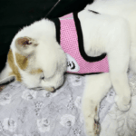 Cat Dog Pet Harness Adjustable Control Vest Dogs Reflective S M L XL Leash - Image 30