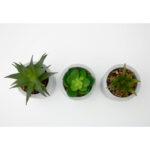 (4 pack) 3-Piece Succulent Set in Gray Cement Planters - Image 4