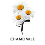 Calming Serum customized with Concentrated Boosters - Image 13