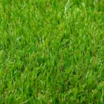 10 x 3 Artificial Turf Grass Green with UV Protection Drain Holes 125 Height - Image 8