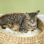 PawHut 28" Elevated Cat Bed with Sisal Scratching Post for Indoor Kitties, Modern Cat Tree with Cute Basket Design, Small Cat Tree with Fun Ball Toy - Image 9