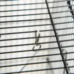 44.5 Black Metal Bird Cage with Stand Detachable Rolling Kit for Parakeets Cockatiel Canary Finch Lovebird Parrotlet - Image 8