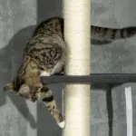 Cat Climbing Tower Floor to Ceiling 5-Tier Adjustable 95''-106'' with Hammock Scratching Post Toy Ball Black Cream - Image 8