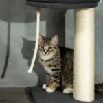 Cat Climbing Tower Floor to Ceiling 5-Tier Adjustable 95''-106'' with Hammock Scratching Post Toy Ball Black Cream - Image 9
