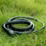 52 Inch Realistic Rubber Snake Prank and Garden Decoration - Image 6