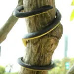 52 Inch Realistic Rubber Snake Prank and Garden Decoration - Image 7