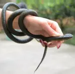 52 Inch Realistic Rubber Snake Prank and Garden Decoration - Image 8