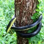 52 Inch Realistic Rubber Snake Prank and Garden Decoration - Image 2