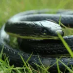 52 Inch Realistic Rubber Snake Prank and Garden Decoration - Image 3