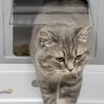 Fully Enclosed Cat Litter Box, Front Entry, Top Exit, Easy Clean, Gray - Image 9