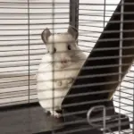 PawHut Large Metal Small Animal Cage with Hammock 4 Tiers and Removable Tray Gray Extra Space for Ferrets Chinchillas - Image 11