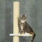 Modern Cat Tree Height Adjustable 87 -103 Inch with 4-Tier Platforms, Toy Ball, Cat Climber for Indoor Cats - Image 8