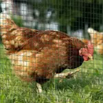 PVC Coated Steel Chicken Rabbit Mesh Fencing Wire Garden Galvanized Fence Border - Image 11