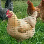 PVC Coated Steel Chicken Rabbit Mesh Fencing Wire Garden Galvanized Fence Border - Image 12