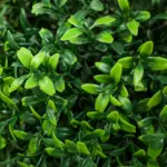HOMCOM Set of 2 Artificial Ball Boxwood Topiary Trees, Fake Plants in Pot for Indoor Outdoor Living Room Green - Image 8