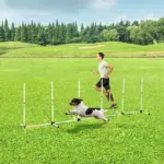 Sturdy Dog Weaves Poles Pet Speed and Agility Equipment Dogs Obstacle Outdoor with Storage Bag - Image 2