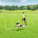 Sturdy Dog Weaves Poles Pet Speed and Agility Equipment Dogs Obstacle Outdoor with Storage Bag - Image 13