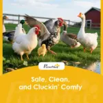 Wooden Chicken Coop Outdoor with Nesting Box, Pull-Out Metal Tray, for 1-2 Chickens, Rabbits, Ducks, 36" x 25" x 27" - Image 9